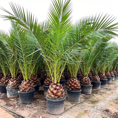 Phoenix canariensis 220cm