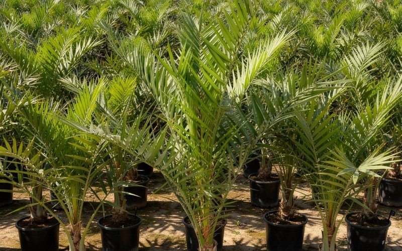 Palms