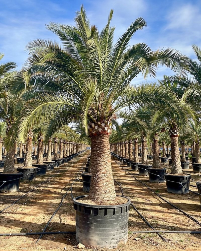 Canary Island Date Palm