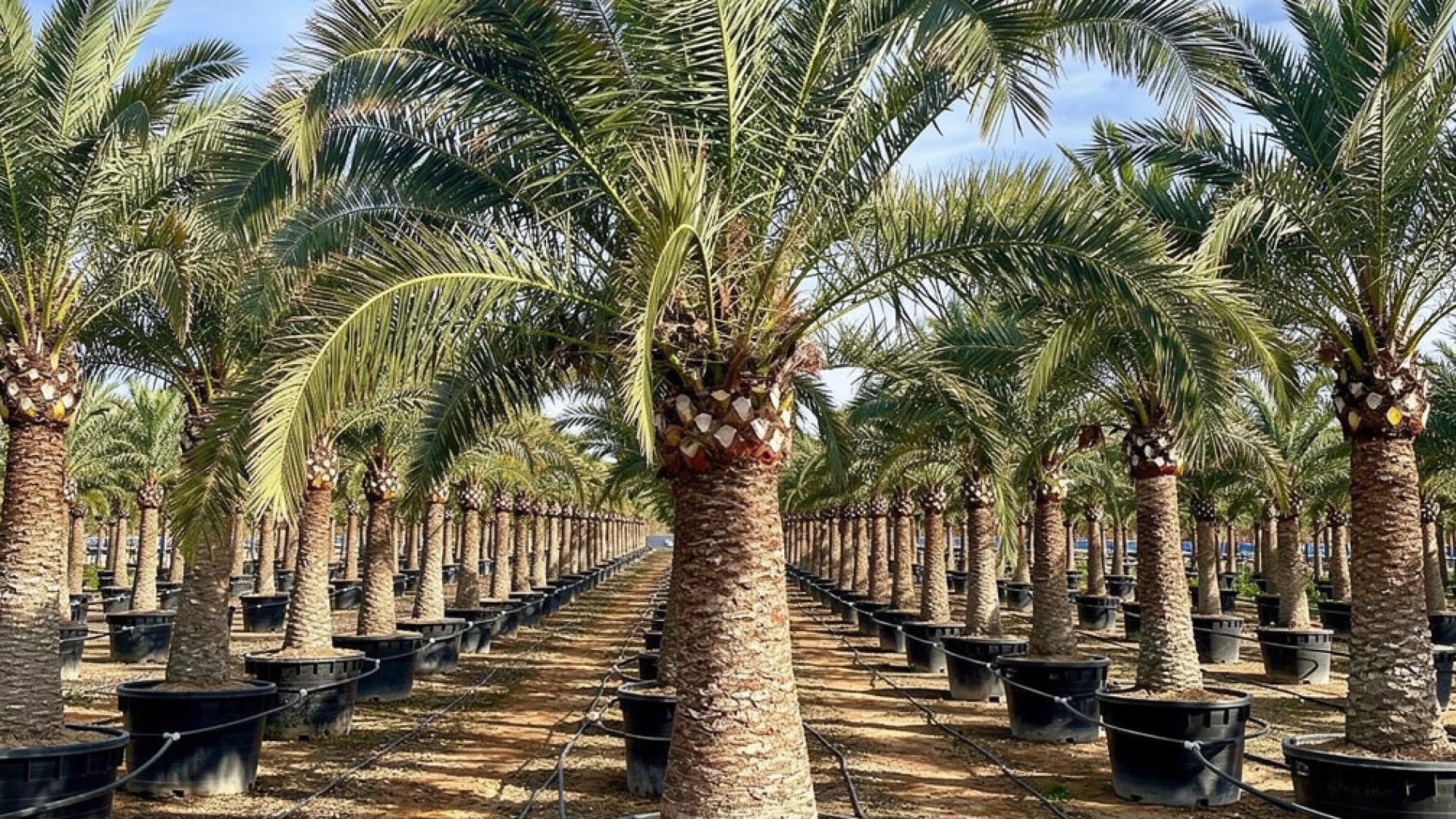 Canary Island Date Palm