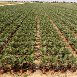Date Palm (Phoenix dactylifera) in 35L container, 20cm trunk circumference, nursery-grown in Alicante