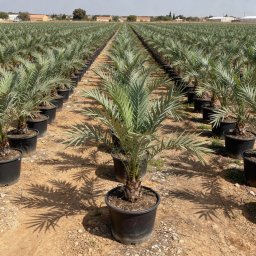 Date Palm (Phoenix dactylifera) in 90L container, 40cm trunk circumference, nursery-grown in Alicante