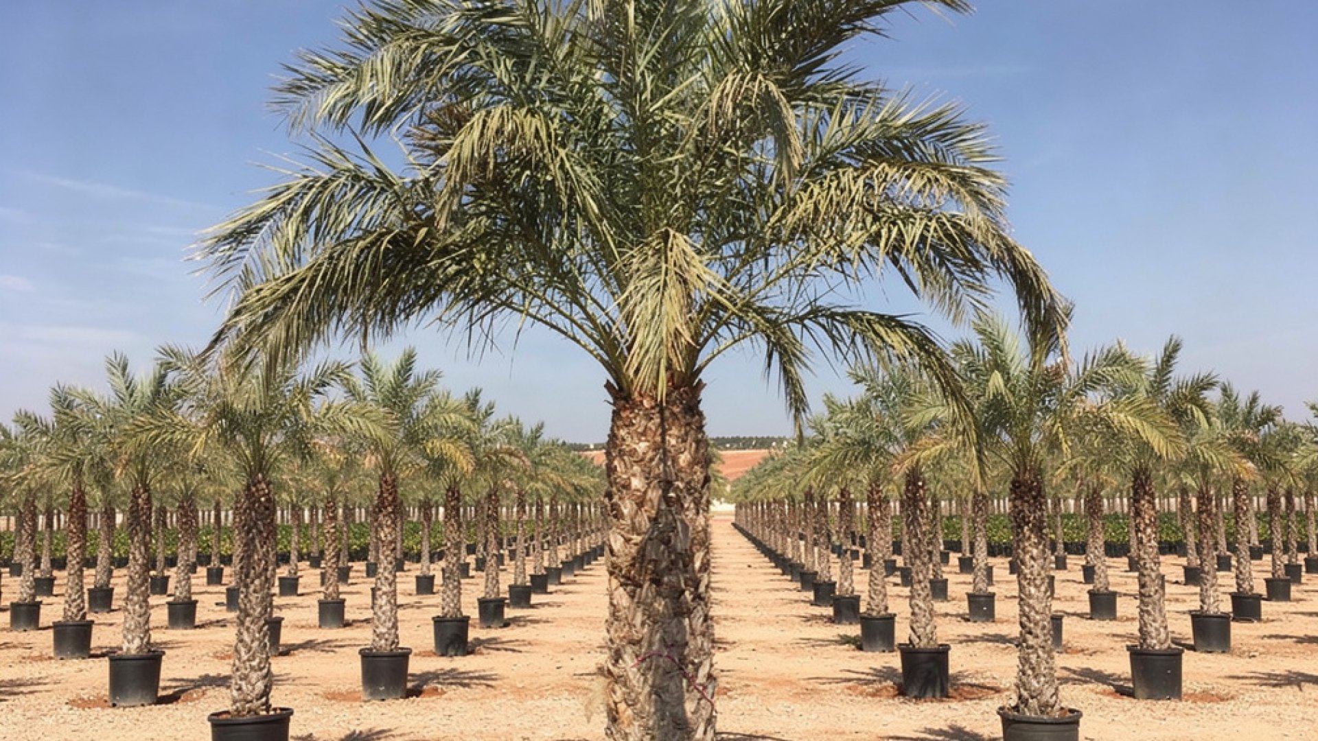 Phoenix dactylifera nursery-grown in Alicante