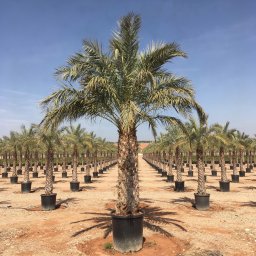 Date Palm (Phoenix dactylifera) in 450L container, 95cm trunk circumference, nursery-grown in Alicante
