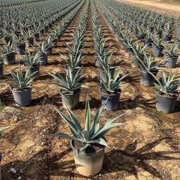 Century Plant (Agave americana) in 5L container, 30cm total height, nursery-grown in Alicante