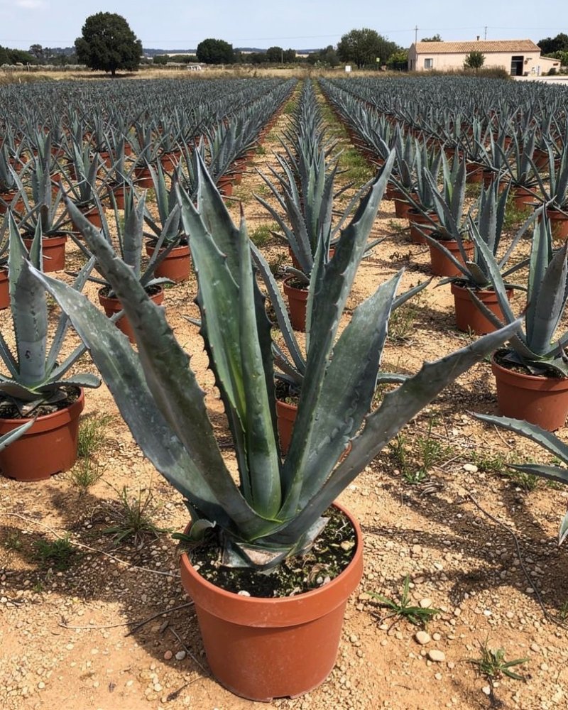 Agave americana - Mediterranean Nursery Quality in Alicante