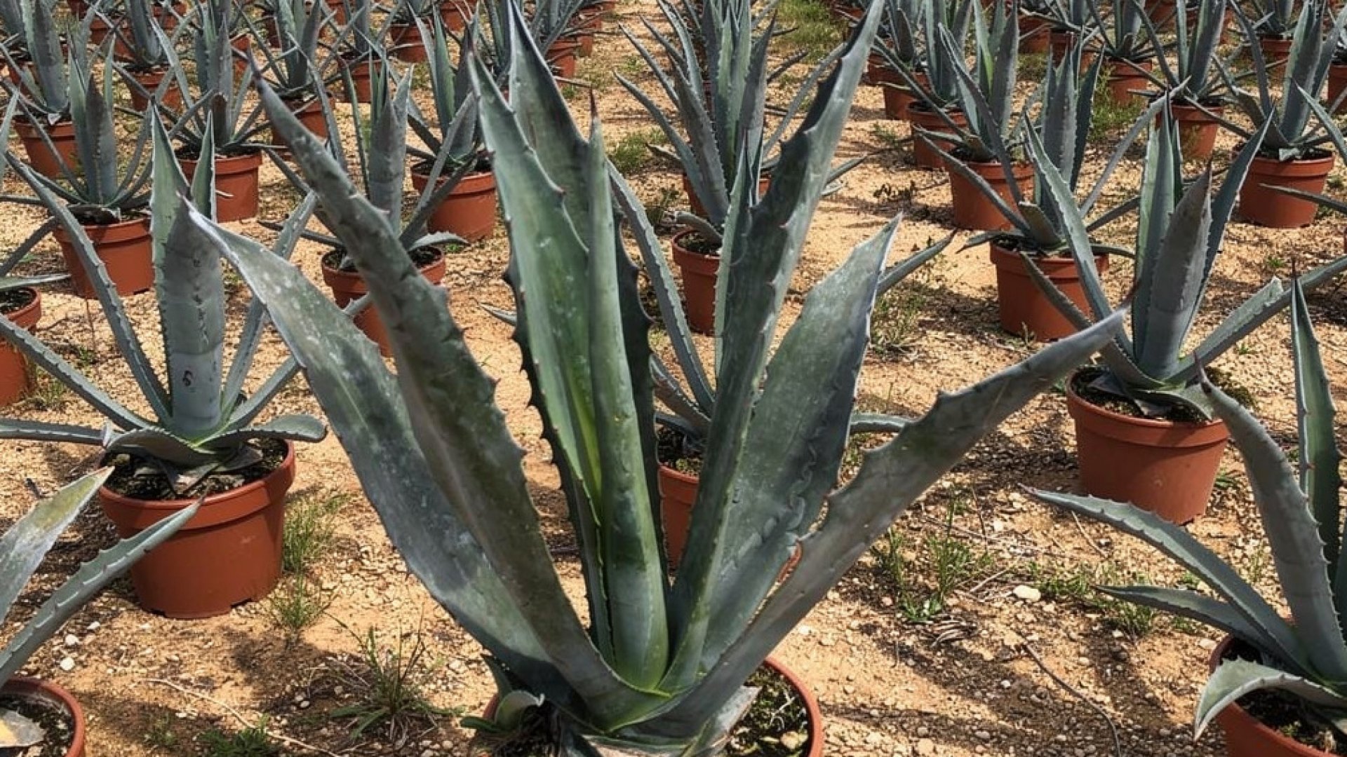Agave americana nursery-grown in Alicante