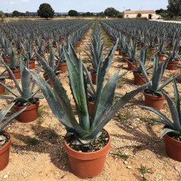 Century Plant (Agave americana) in 15L container, 60cm total height, nursery-grown in Alicante