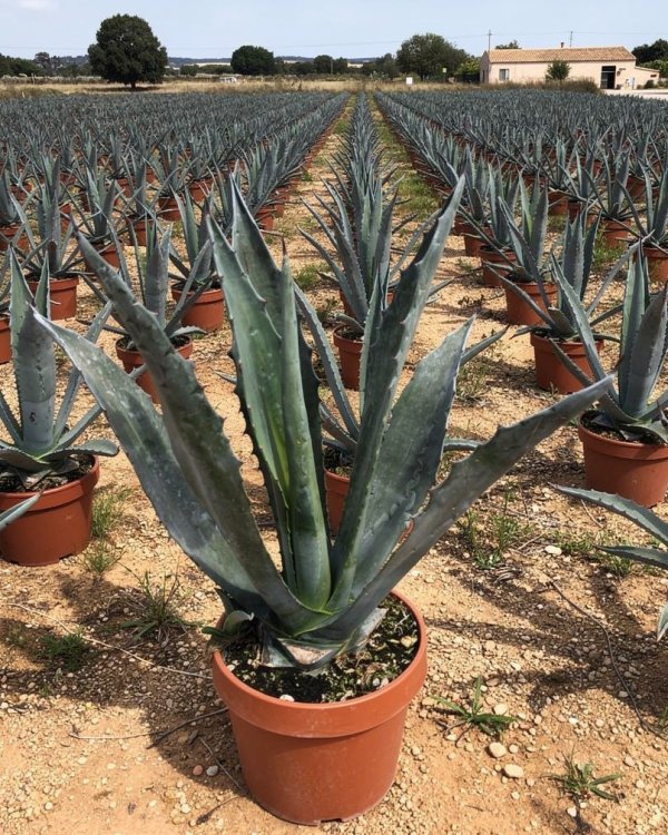 Agave americana nursery-grown in Alicante