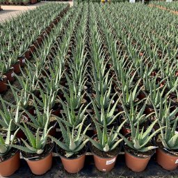 Aloe Vera (Aloe vera) in 5L container, 35cm total height, nursery-grown in Alicante