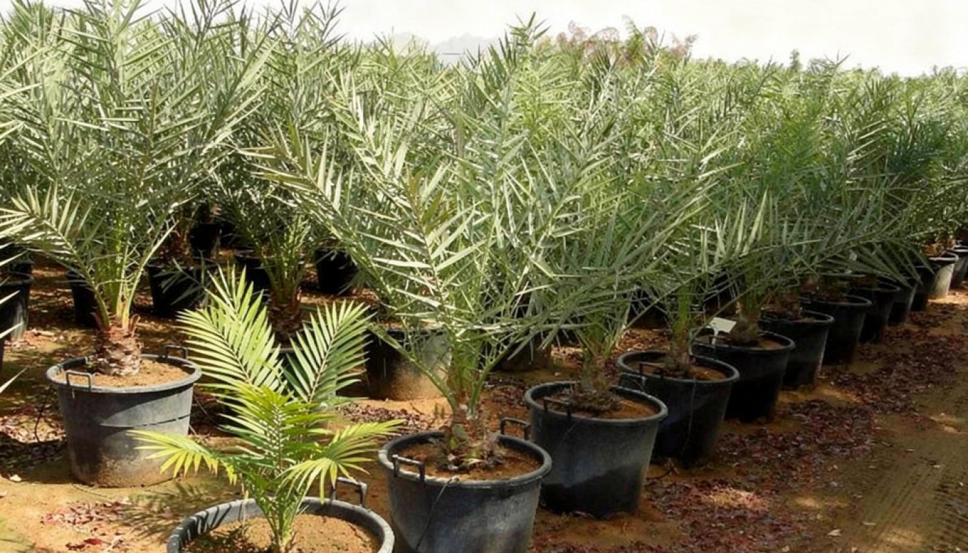 Phoenix dactylifera, Export