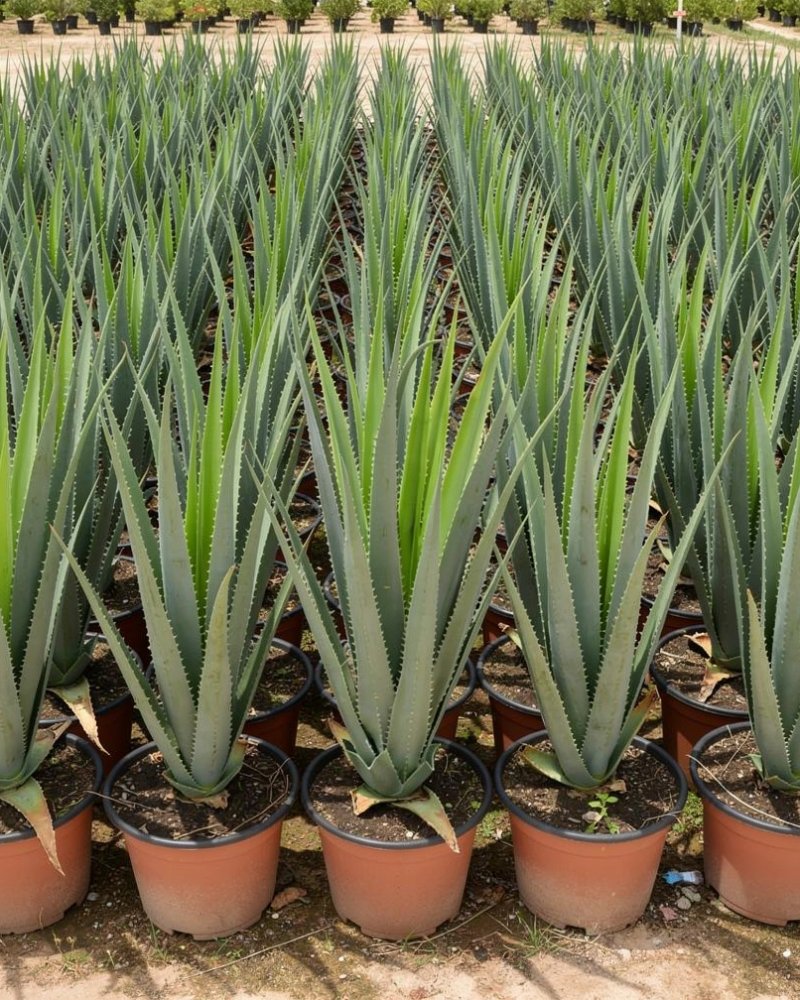 Aloe vera - Mediterranean Nursery Quality in Alicante