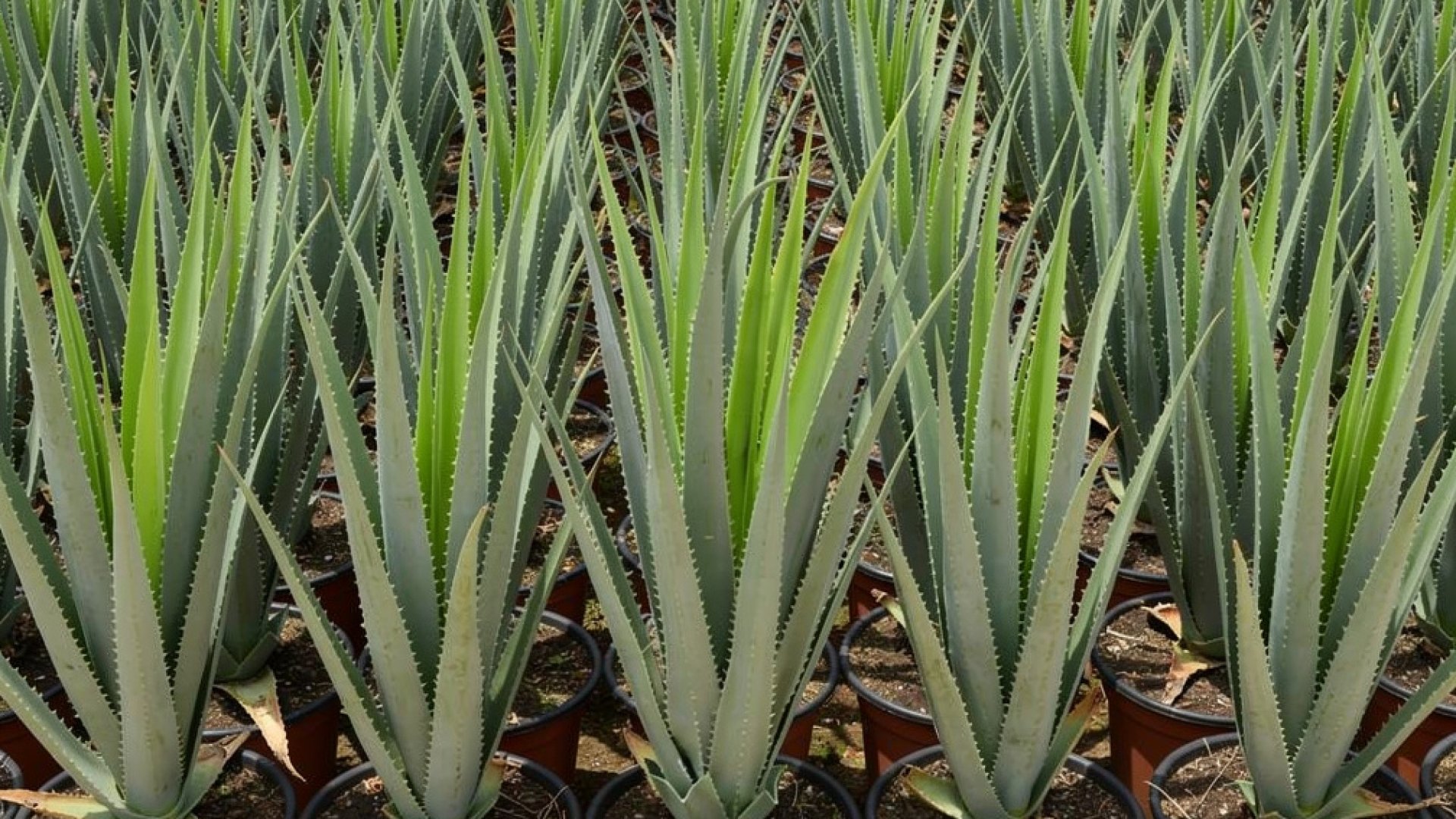 Aloe vera nursery-grown in Alicante