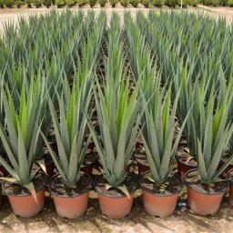 Aloe Vera (Aloe vera) in 30L container, 80cm total height, nursery-grown in Alicante