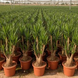 Spineless Yucca (Yucca elephantipes) in 90L container, 35cm trunk circumference, nursery-grown in Alicante
