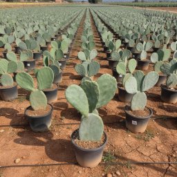 Prickly Pear Cactus (Opuntia ficus-indica) in 3L container, 25cm total height, nursery-grown in Alicante