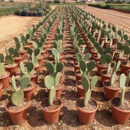 Prickly Pear Cactus (Opuntia ficus-indica) in 10L container, 60cm total height, nursery-grown in Alicante