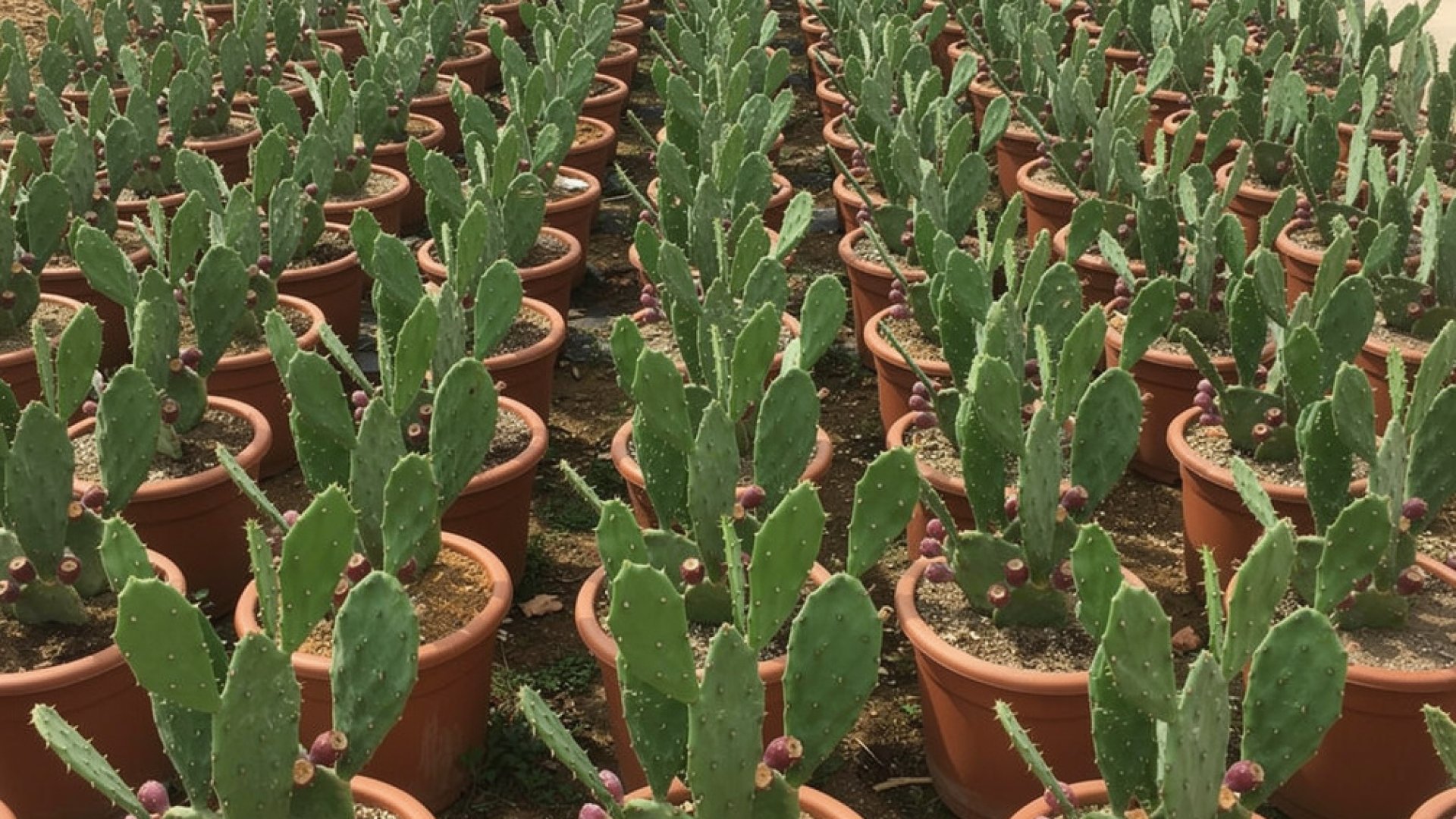 Opuntia ficus-indica nursery-grown in Alicante