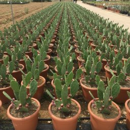 Prickly Pear Cactus (Opuntia ficus-indica) in 25L container, 100cm total height, nursery-grown in Alicante