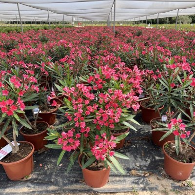 Nerium oleander 