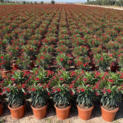 Nerium oleander 