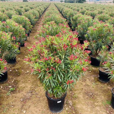 Nerium oleander 