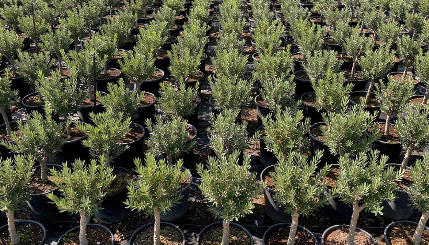 Pistacia lentiscus, Export