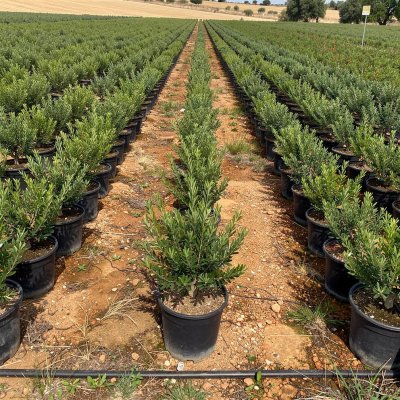 Pistacia lentiscus 