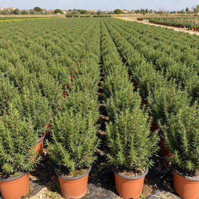 Rosmarinus officinalis 