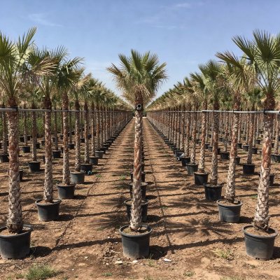 Phoenix dactylifera 350cm