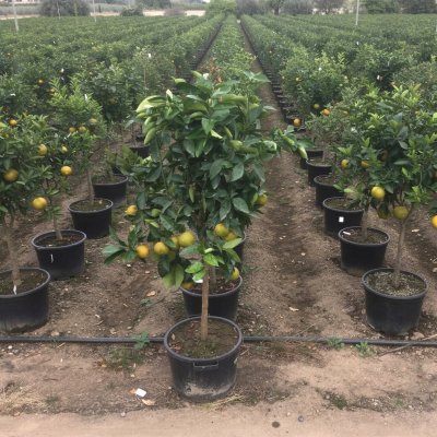 Citrus sinensis 90cm