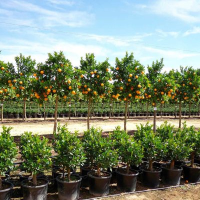 Citrus sinensis 120cm