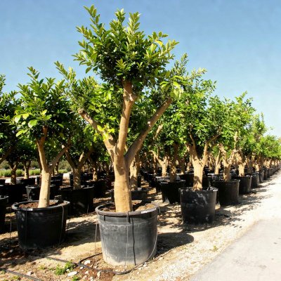 Citrus sinensis 150cm
