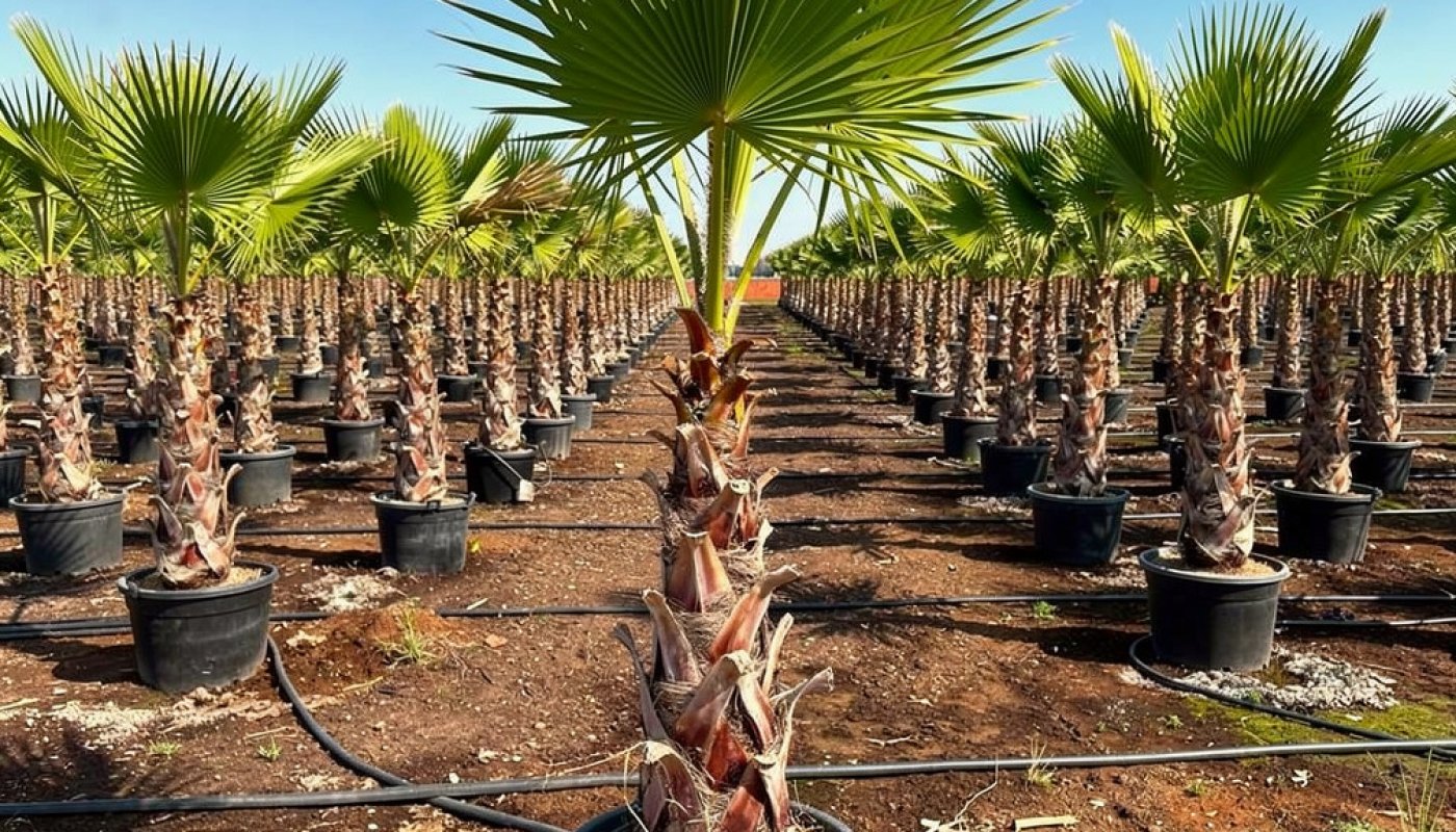 Washingtonia robusta, Baumschullieferant