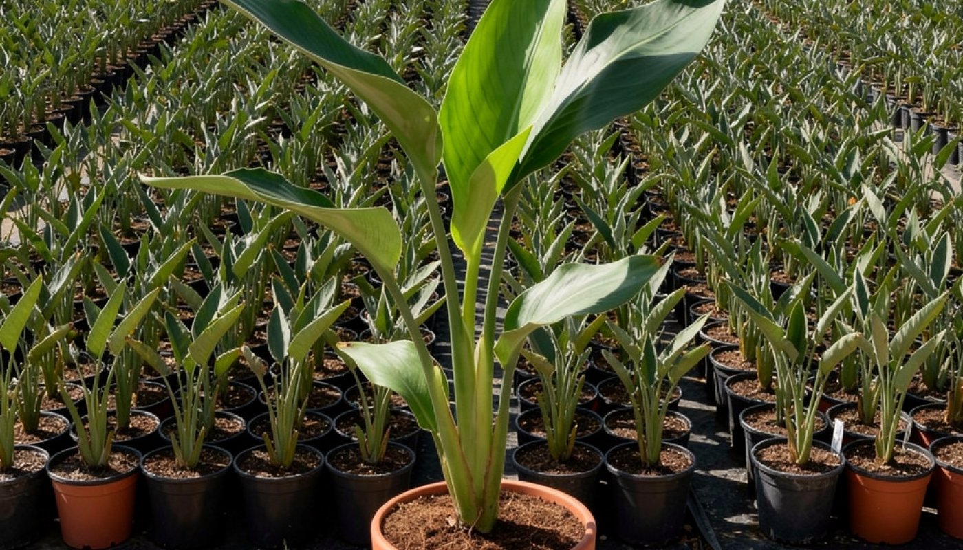 Strelitzia reginae, Nursery