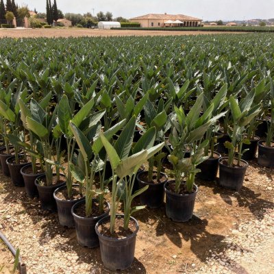 Strelitzia reginae 
