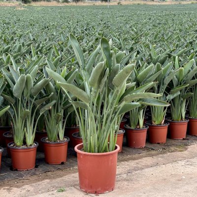 Strelitzia reginae 