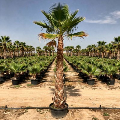 Washingtonia robusta 350cm