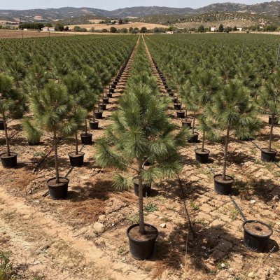 Pinus pinea 160cm