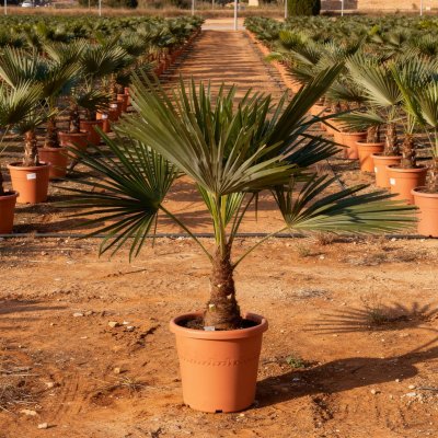 Trachycarpus fortunei 30cm