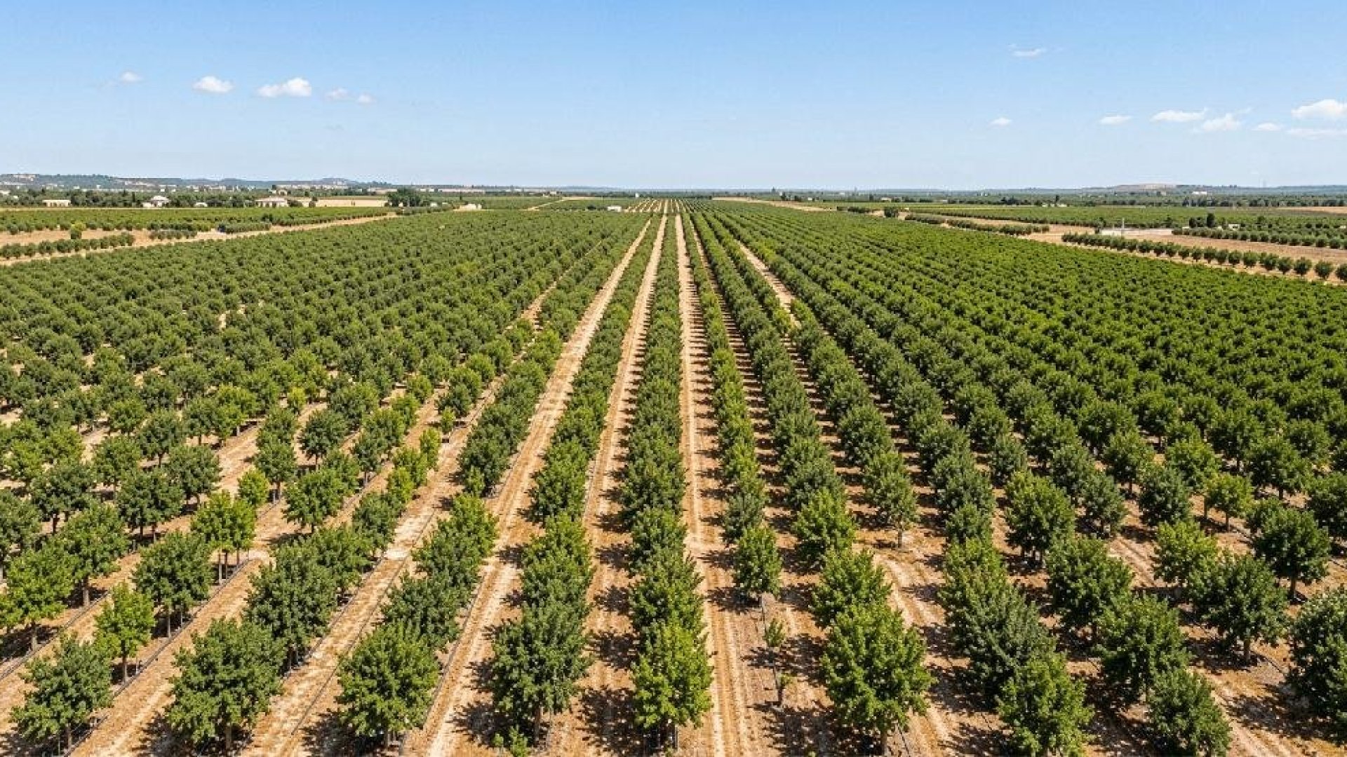 Mediterranean plants