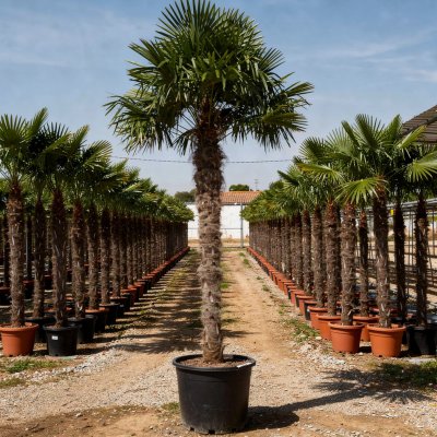 Trachycarpus fortunei 150cm