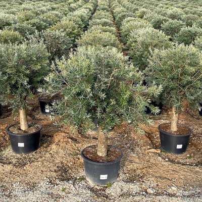 Olea europaea 'Arbequina' 90cm