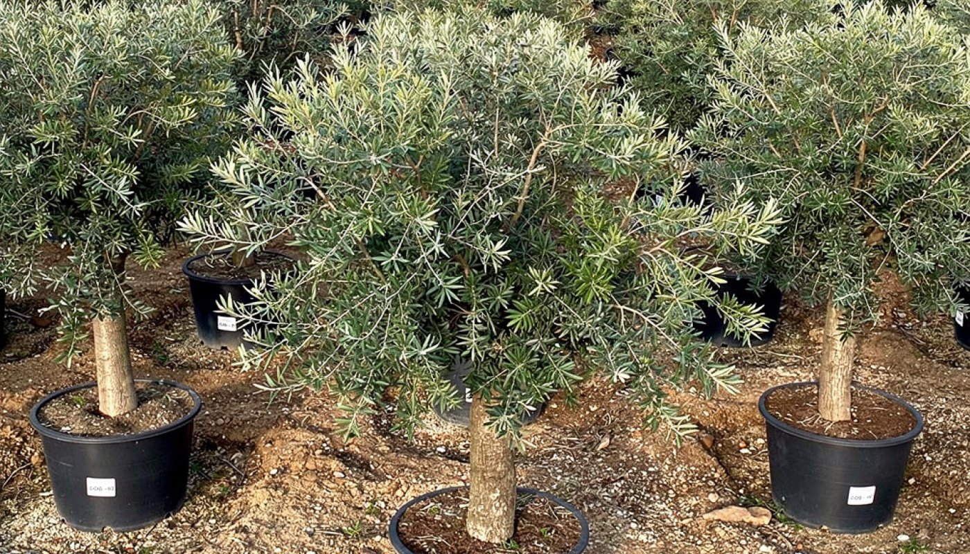 Olea europaea 'Arbequina', Export