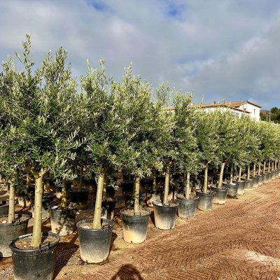 Olea europaea 'Arbequina' 120cm