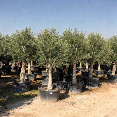 Olea europaea 'Arbequina' 150cm