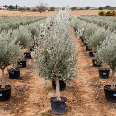 Olea europaea 'Picual' 140cm