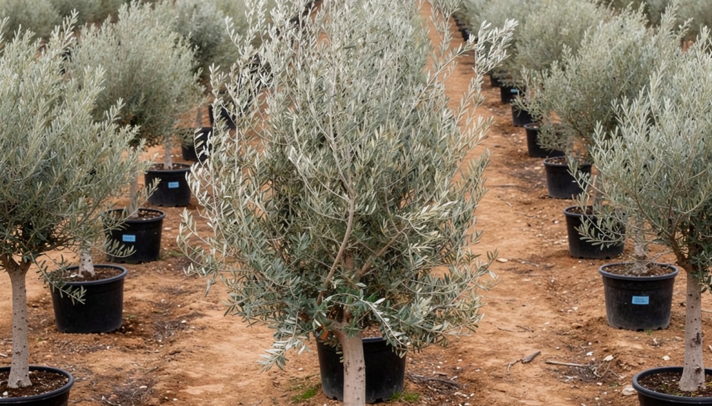 Olea europaea 'Picual', Export