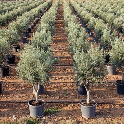 Olea europaea 'Picual' 170cm