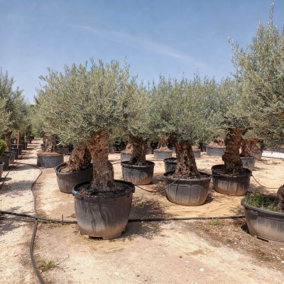Olea europaea 180cm